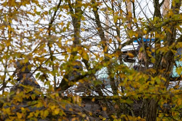 Foto: fotokerschi.at