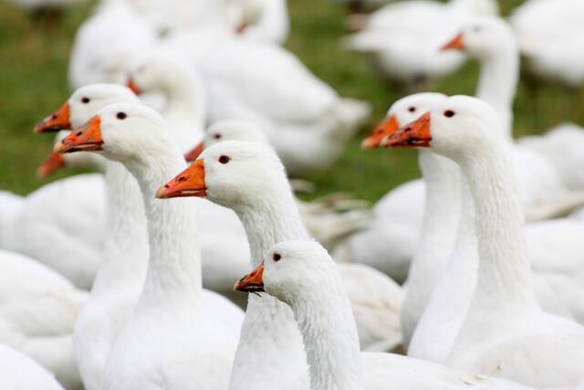 Im Herbst dreht sich alles um das beliebte Martinigansl. | Foto: Gerd Wolf/Fotolia