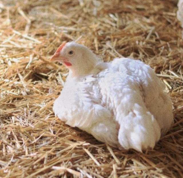Elf burgenländische Bäuerinnen und Bauern ziehen heuer rund 5.000 Gänse groß. | Foto: Angelika Moser