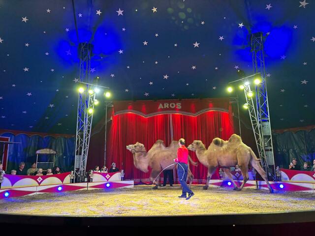 Die Tiere werden im Circus Aros artgerecht und in gepflegten Stallungen gehalten. Zu bestaunen gibt es Kamele, Pferde und Ziegen. | Foto: Rosenberger