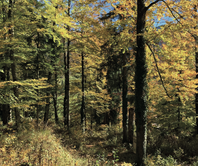 Aktive Waldbewirtschaftung hilft dabei, den Wald in seinen verschiedenen Funktionen zu erhalten. | Foto: Land Tirol