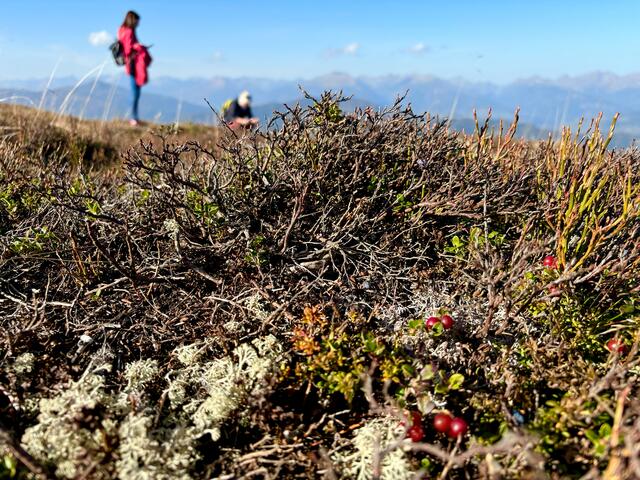 Vereinzelte Preiselbeeren fürs Naschen Zwischendurch.