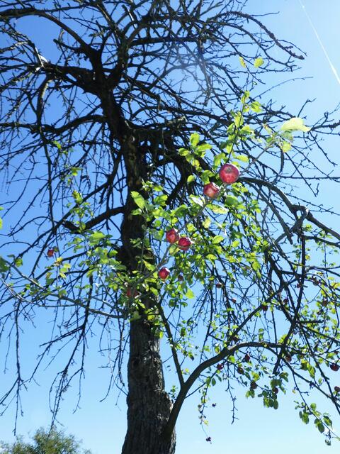 Dieser Apfelbaum, auf einer verwahrlosten Streuobstwiese kämpft ums überleben. Jahrelang wurden Misteln nicht entfernt. Aber er hat noch einen lebendigen Ast auf dem er sogar Äpfel präsendiert! | Foto: Umweltschutz vor Ort