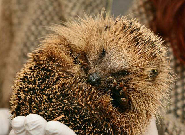 Beim Wiener Tierschutzverein zeigt man sich aufgrund der derzeitigen Witterungsbedingungen alarmiert. Igel würden so nicht zum Winterschlaf kommen. | Foto: congerdesign/Pixabay