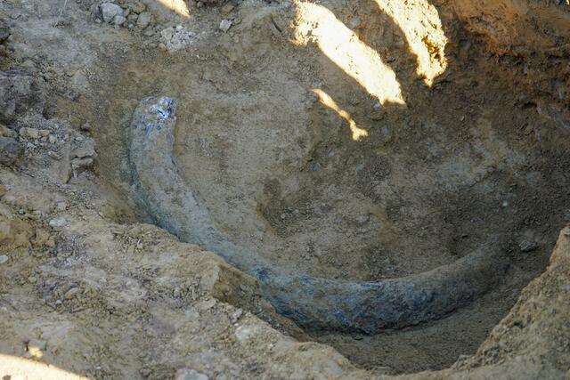 In Mattersburg wurde ein rund 1,80 Meter langer Stoßzahn eines europäischen Elefanten gefunden. | Foto: Stadtgemeinde Mattersburg