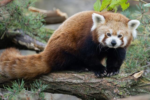 Die Roten Pandas im Tiergarten Schönbrunn sind in ein neues Gehege umgezogen.  | Foto: Daniel Zupanc/Tiergarten Schönbrunn 