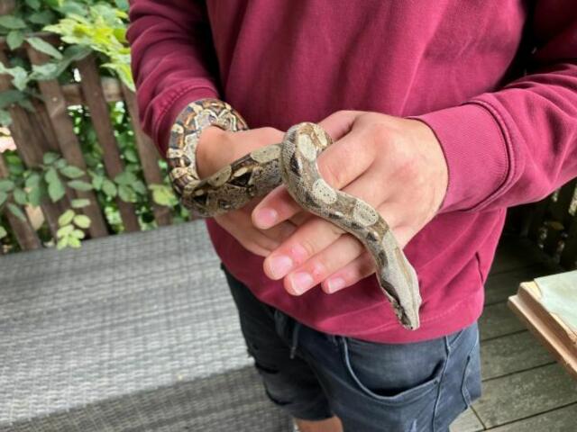 Wer nimmt Blümchen bei sich auf? | Foto: TSV St. Pölten