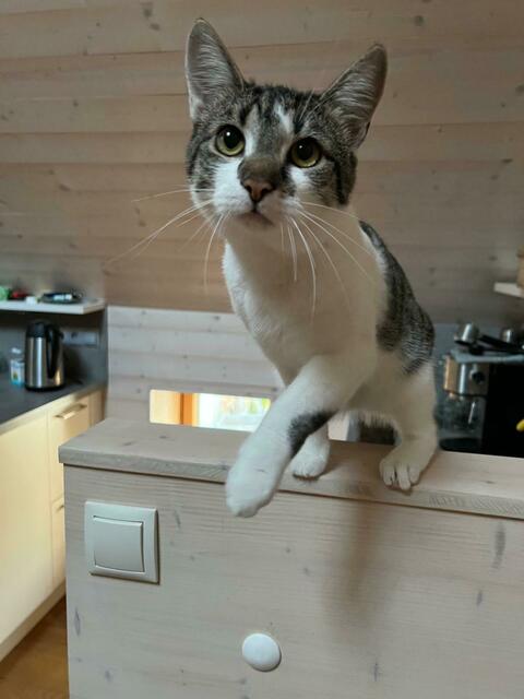 Simba kommt sonst immer nach Hause. | Foto: Puhwein