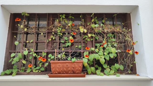 die letzten Herbstblümchen erfreuen noch... | Foto: I.Wozonig