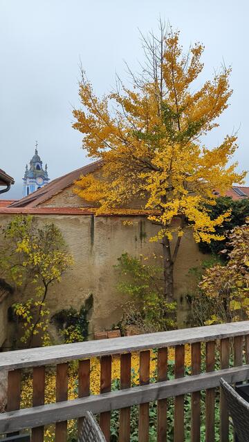 der Ginkobaum hat mir sehr gut gefallen... | Foto: I.Wozonig