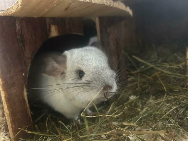 Foto: Tierschutzverein Tirol
