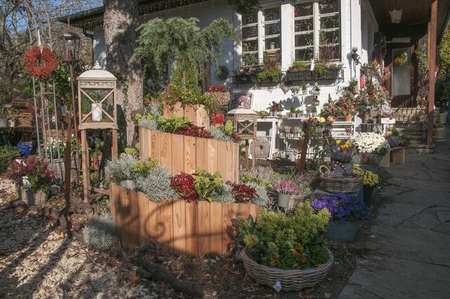 Das kleine Häuschen in der Krottenbachstraße 150 verwandelte sie in ein Pflanzenparadies.  | Foto: Wolfgang Unger