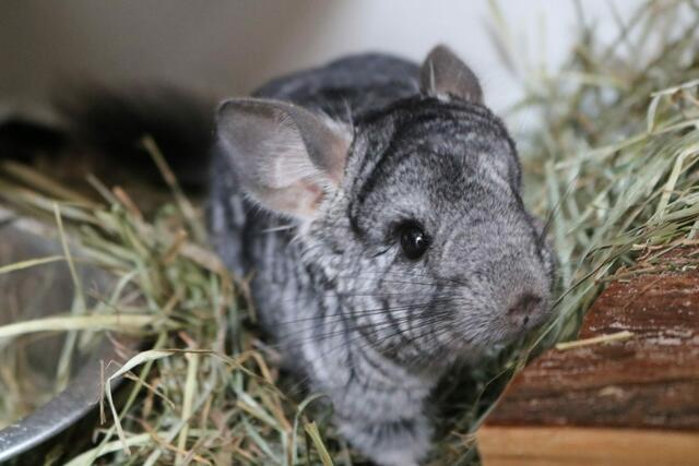 Wer sich für Chinchillas interessiert, kann sich im Tierheim über die artgerechte Haltung informieren. | Foto: Tierschutzverein Tirol