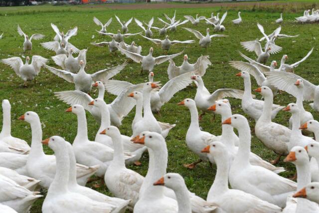 Viel Auslauf auf der grünen Wiese haben die Weidegänse im Burgenland. | Foto: Jürgen Resch