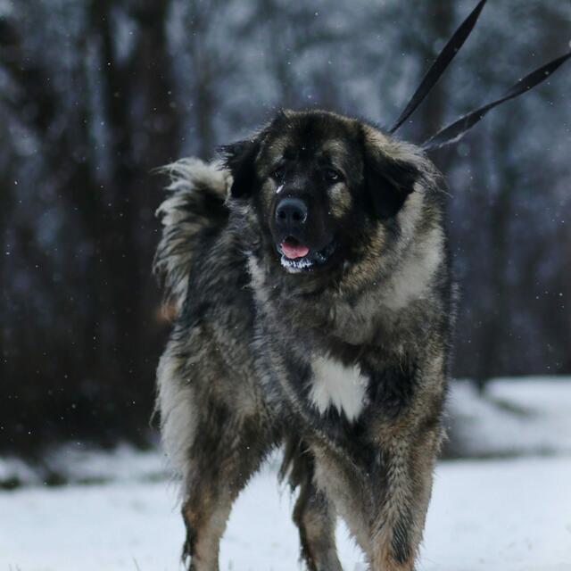 Foto: Tierschutzverein Tirol