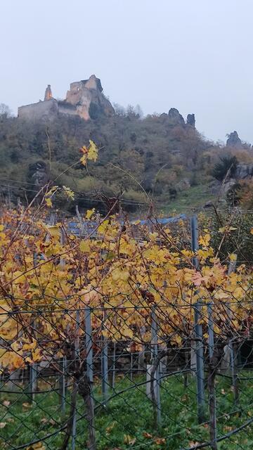 am Abend beschließen wir noch die Burgruine (über den Straßenweg) zu ,,erobern"... | Foto: I.Wozonig
