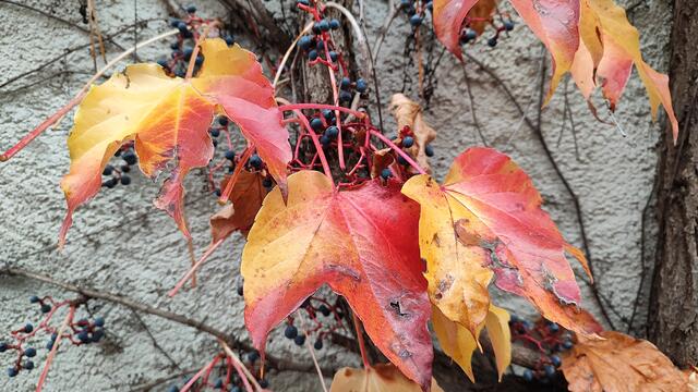 Herbst pur... | Foto: I.Wozonig