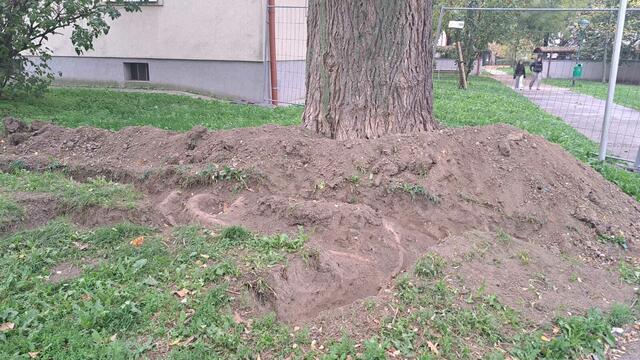 Die Wurzeln eines großen Baumes wurden freigelegt.  | Foto: Gerhard Kuchta