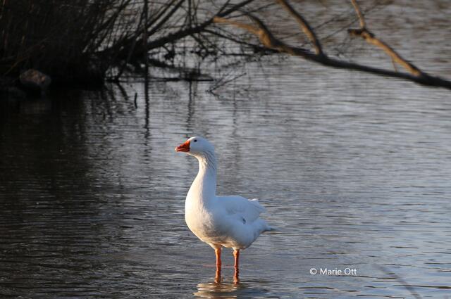 Gans, Gänse, Martinigänse
