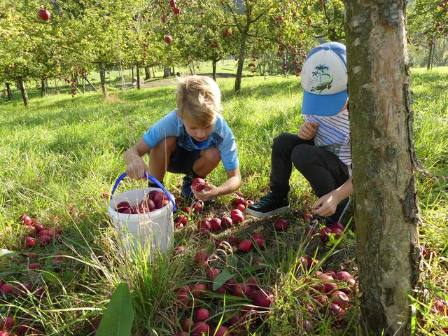 Laut einer deutschen Studie leben auf Streuobstwiesen über 5.000 Tier-, Pflanzen- und Pilzarten. | Foto: Naturpark Obst-Hügel-Land