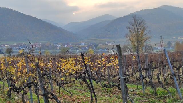 auch bei trübem Wetter ein schöner Anblick... | Foto: I.Wozonig