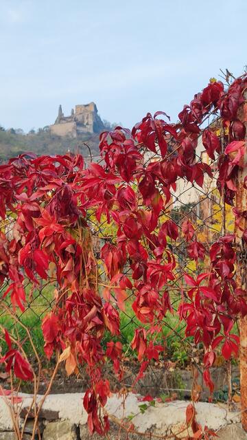 der erste Blick zur Ruine Dürnstein... | Foto: I.Wozonig