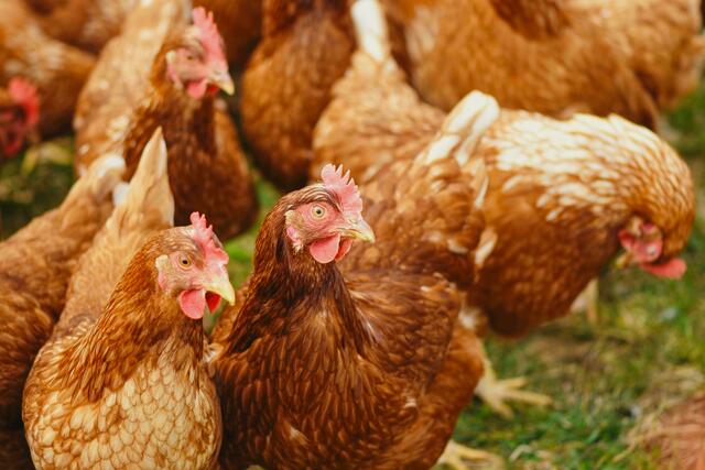 Rund 180.000 Tiere wurden bislang aufgrund der Vogelgrippe gekeult. | Foto: pexels