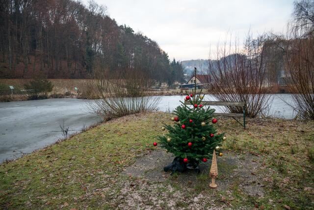 Für den Dezember fand ich dieses Bild ganz passend. Das kleine Bäumchen ist bei der Naturteich Anlage in Unterlamm. | Foto: Gerald Lang Photography
