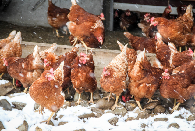 In allen Bezirken im Burgenland gilt ab sofort die Stallpflicht für Betriebe ab 50 Tieren. Aber auch kleinere Geflügelhalter sollten Vorkehrungen treffen. | Foto: M. Hutter