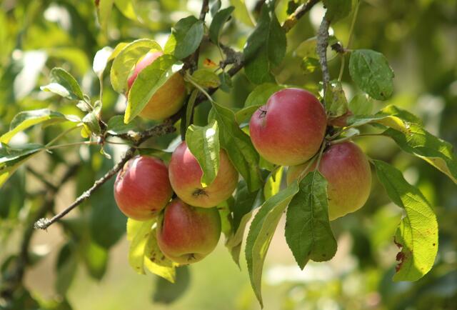 Der Obst-Anbau in Österreich wird durch die Klimakrise zunehmend schwieriger. | Foto: angieconscious_pixelio