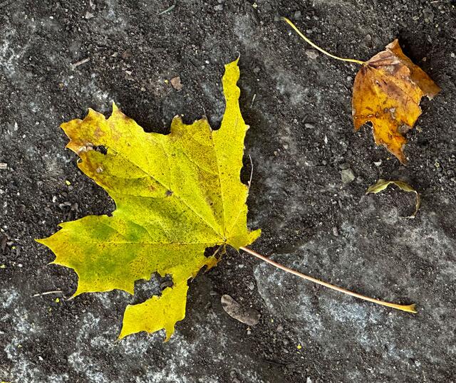 Wiener Spaziergänge Nr. 56 | Foto: © Gabriele Czeiner