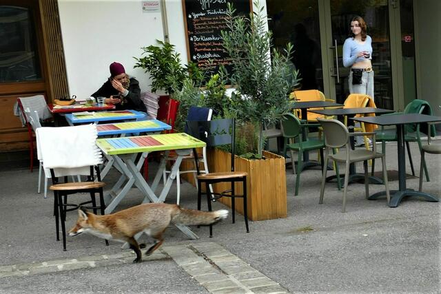 Der Fuchs zeigte sich dem Fotografen von seiner besten Seite.  | Foto: E. Graf