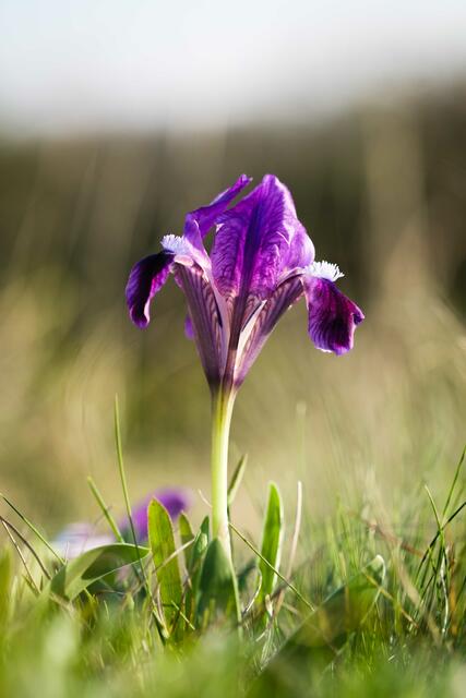 Zwerg-Schwertlilie | Foto: F.Schneider