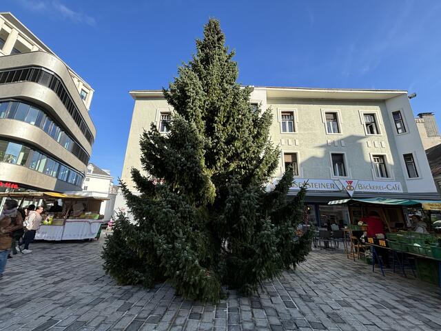 Die eine Fichte steht am Hans-Gasser-Platz. | Foto: MeinBezirk.at