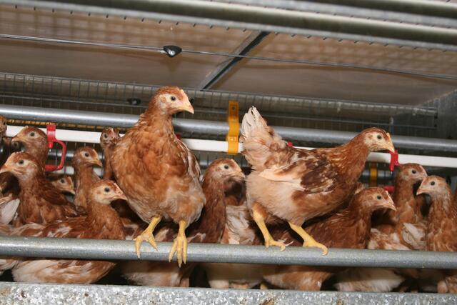 In einem Geflügelbetrieb im Bezirk Amstetten wurde der Ausbruch der Vogelgrippe bekannt. | Foto: Bilderbox