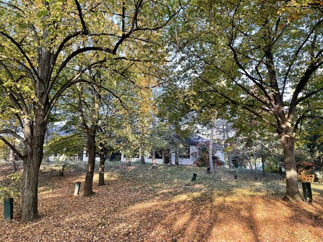 All diese Bäume müssten dem Bauprojekt vermutlich weichen. | Foto: Berger