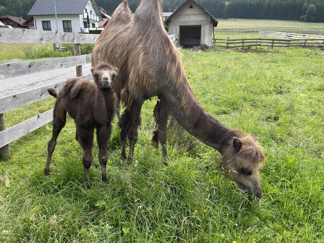 Kamelbaby Karl ist heuer im Frühjahr zur Welt bekommen. | Foto: Kern