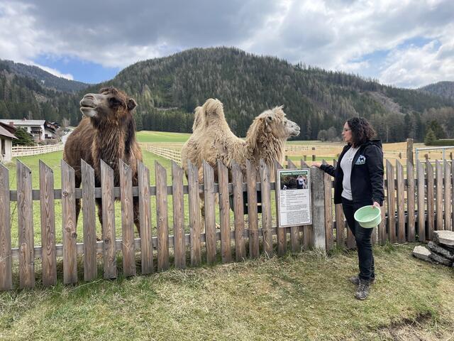 Leider kommt es immer wieder vor, dass Gäste am Zaun die Tiere füttern wollen. Das ist aber gefährlich und deshalb ausdrücklich nicht erlaubt. | Foto: Kern