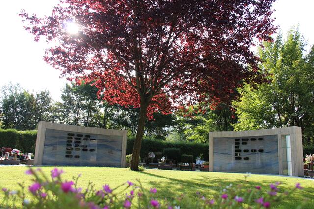 Ein Baum wurde mit größter Vorsicht versetzt. | Foto: Stadt Kapfenberg/Steinrieser-Lenger