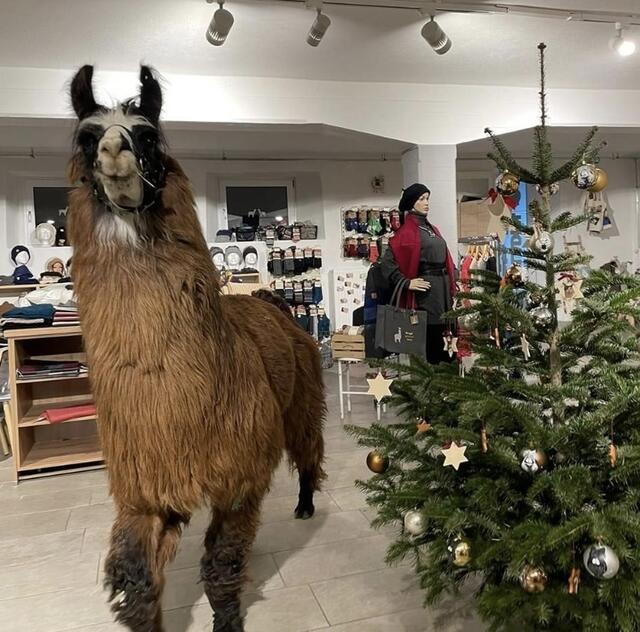 Stimmiger Adventmarkt am Pattererhof. | Foto: Alpakas &amp; Lamas zum Grünen See