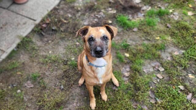 Bella ist neun Jahre alt | Foto: Tierheim Dechanthof