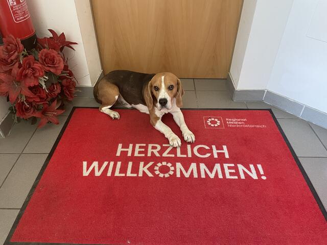 Herzlich willkommen mit News bei den RegionalMedien vom Bezirk Hollabrunn. | Foto: Alexandra Goll
