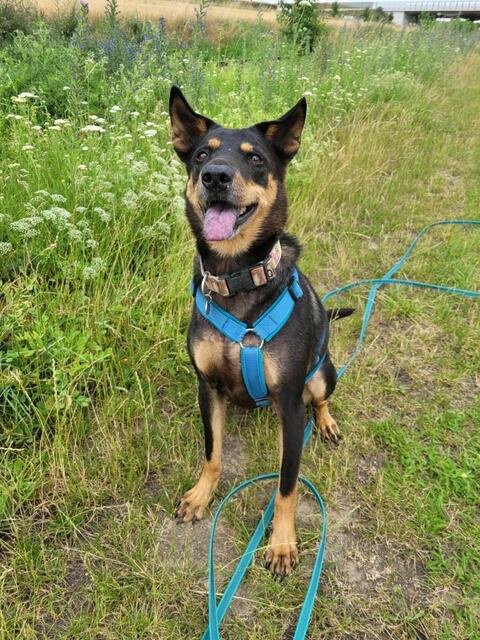 Casper ist zehn Jahre alt. | Foto: Tierheim Dechanthof