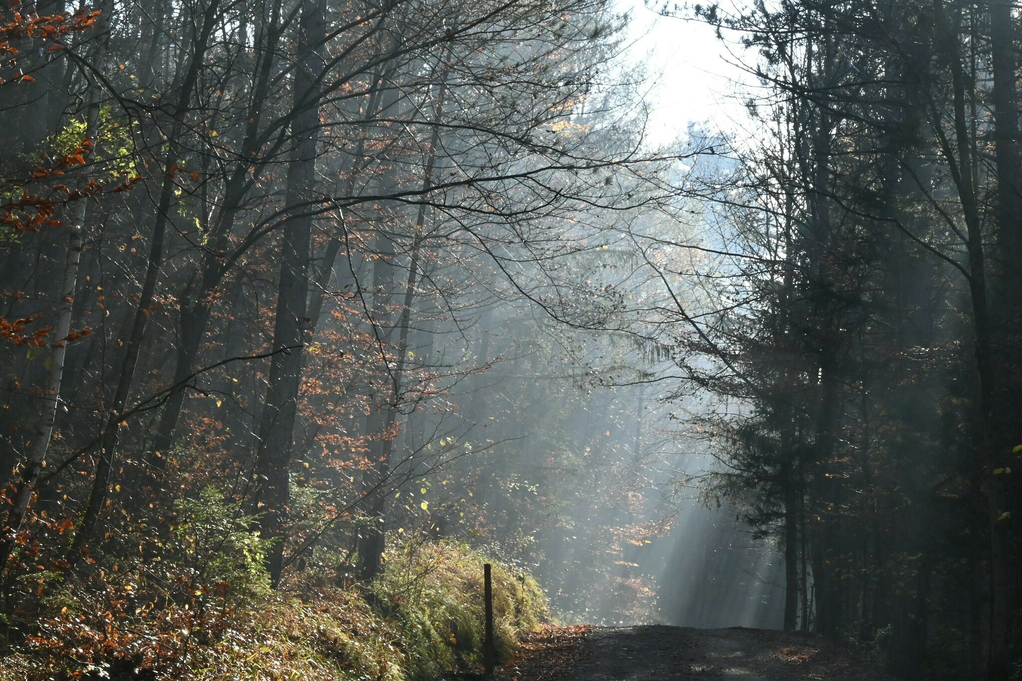 Bezirk Neunkirchen Zeige uns deine schönsten Schappschüsse Neunkirchen