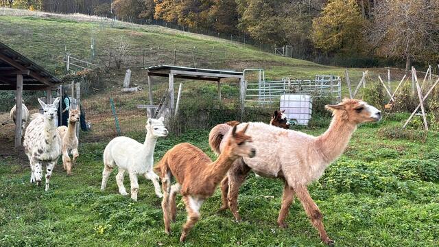 Die Lamas und Alpakas sprinten auf die Weide, sobald das Gatter aufgeht. | Foto: Lauren Seywald