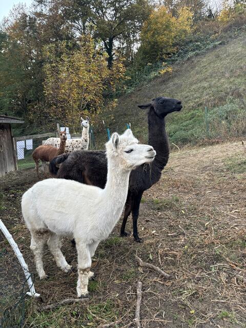 An den Ohren erkennt man, woran man bei Alpaka und Lama ist | Foto: Lauren Seywald