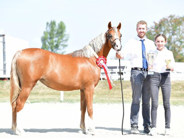 Mario und Emely Krepper mit der erfolgreichen Welsh-B Stute „Stougjeshoeve Bella Rose“  | Foto: Matthias Mayer (Pferdefotos MATT)