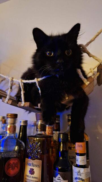 Kater Bailey wird vermisst. | Foto: Weininger