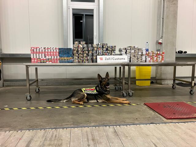 Zollhund Rambo erschnüffelt 42.000 Zigaretten im doppelten Boden eines Transporters. | Foto: BMF/Zoll