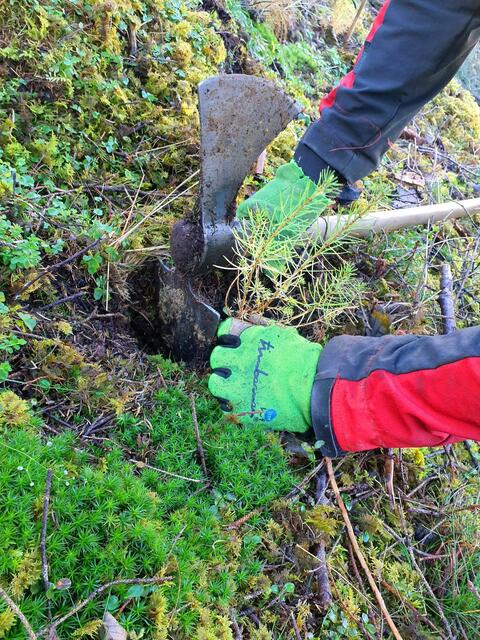 Die Bundesforste haben dieser Tage rund 2.000 junge Lärchen und Kiefern gepflanzt, um nach Schadereignissen die Schutzfunktion des Waldes möglichst schnell wieder herzustellen.
| Foto: ÖBf/M.Lex